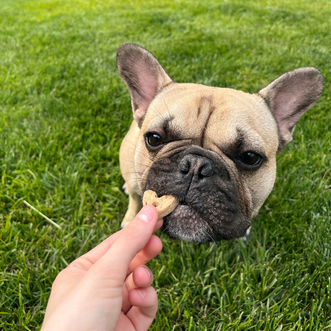 Assorted Dog Treats Prefill | 10 oz. Bag