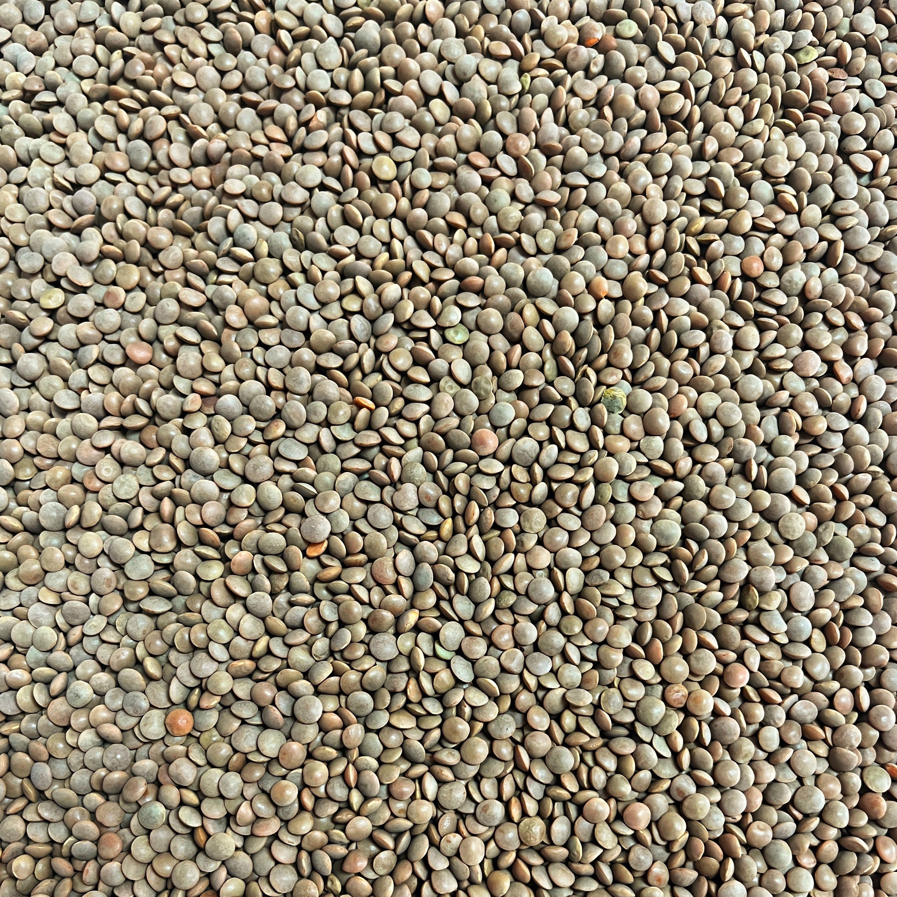 Organic Brown Lentils Prefill | 1lb Bag